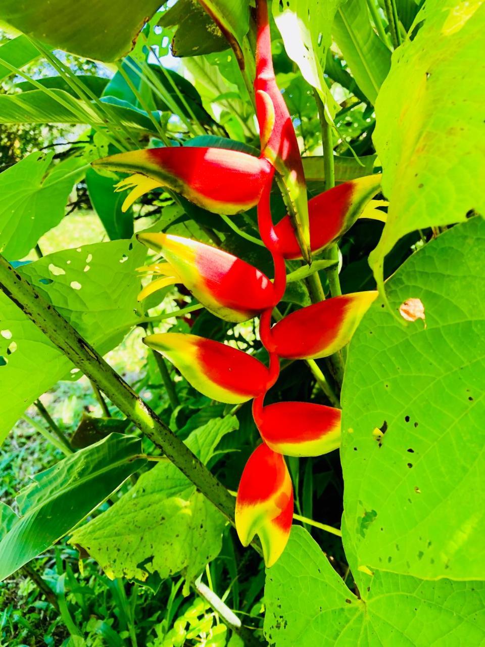 Casa Oceana Bed & Breakfast Bocas Town Kültér fotó